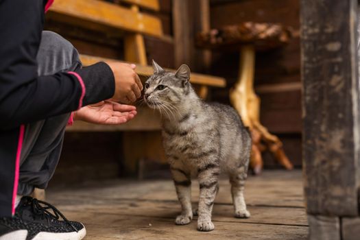 a little girl feeds a cat in the yard.