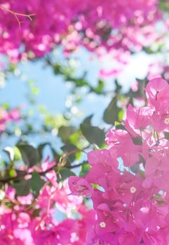 Pink flowers and blue sunny sky - floral background, spring holidays and womens day concept. Living life in bloom