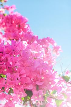 Pink flowers and blue sunny sky - floral background, spring holidays and womens day concept. Living life in bloom