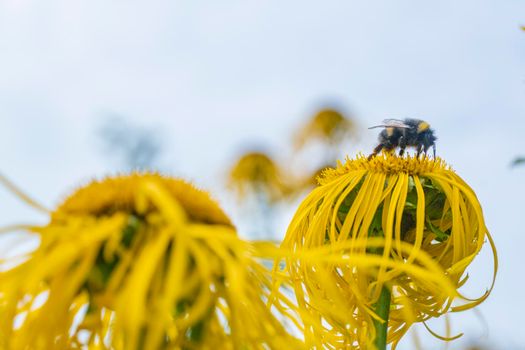 bumblebee collecting nectar from a beautiful flower. High quality photo