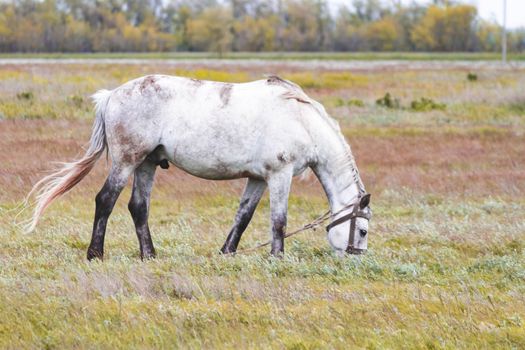 Horse in the field. A beautiful horse grazes in the field. Pasture for pets.