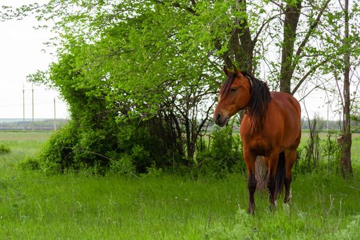 Horse in the field. A beautiful horse grazes in the field. Pasture for pets.