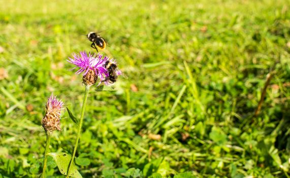 Bumblebee pollinating thistle in meadow against blured green background with copy space