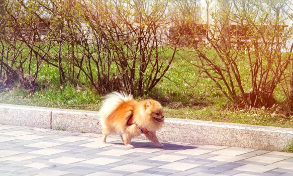 Dog walking. Walk of man and dog in the park. Walking in the park. Sunny day and city walk.