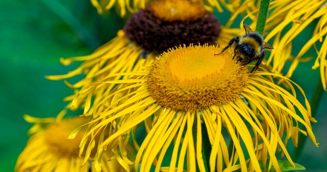 bumblebee collecting nectar from a beautiful flower. High quality photo