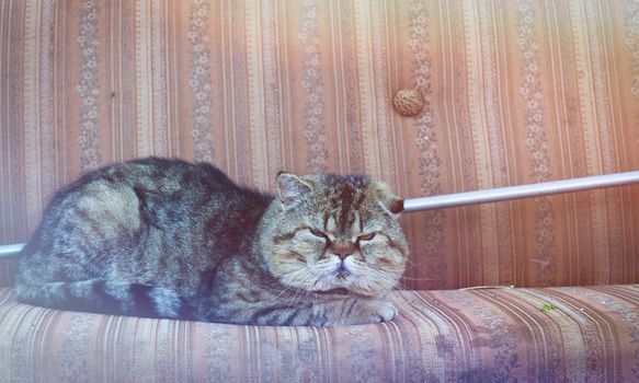 A funny big long-haired cat with beautiful big eyes lies on the sofa. Lovely fluffy cat yawns.