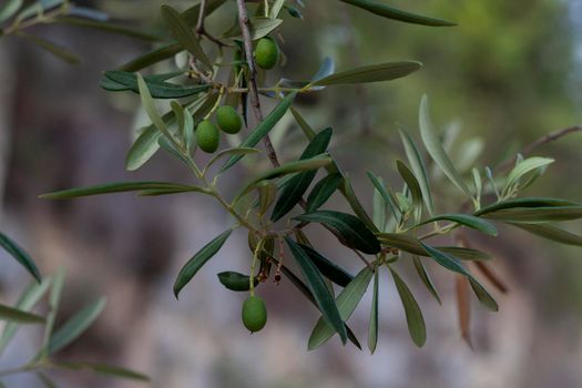 olive tree branch with olive fruits