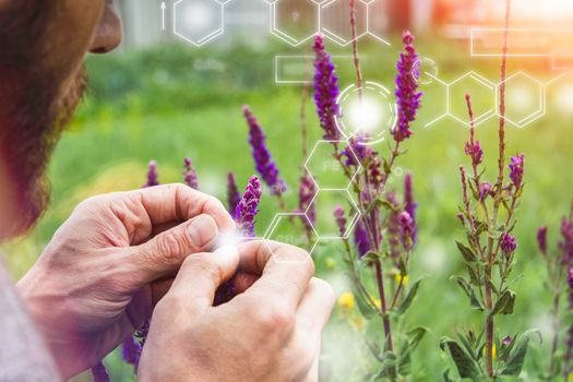 Collection of medicinal herbs. The herbalist collects sage. Herbal treatment. natural medicine. Herbal collection. Agronomist checks the quality of the crop.