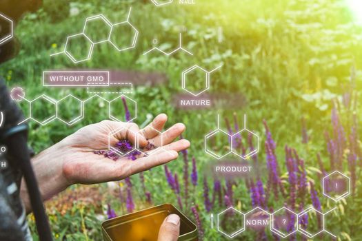 Collection of medicinal herbs. The herbalist collects sage. Herbal treatment. natural medicine. Herbal collection. Agronomist checks the quality of the crop.