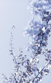 Flower background, spring nature and botanical beauty concept - Blue floral composition