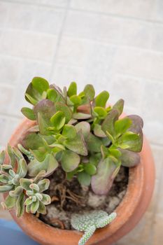 Collection of various multicolored succulent plants. Succulent garden in a metallic pot. Blooming Echeveria. Top view.