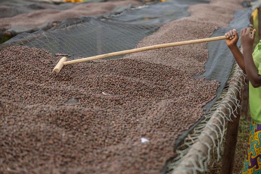 Worker mixing coffee beans during their drying on the table outdoors