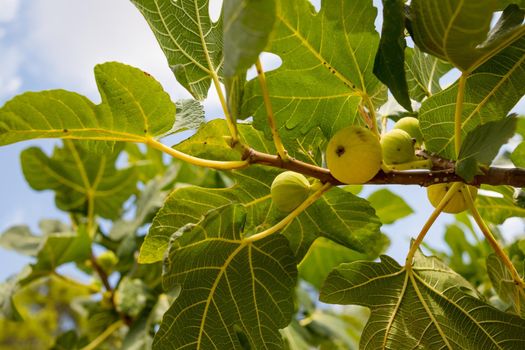 Branches of fig tree Ficus carica with green leaves and fruit