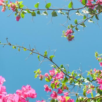 Pink flowers and blue sunny sky - floral background, spring holidays and womens day concept. Living life in bloom