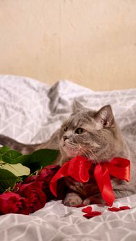 Romantic Valentine's Day with a pet, a British Scottish Straight gray cat, in bed with red roses and candles. Romance of a single woman on February 14