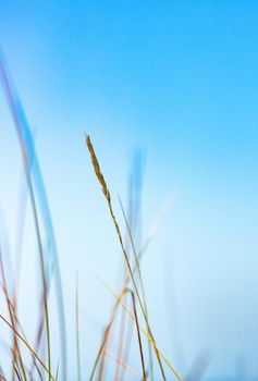 Beauty in nature, balanced lifestyle, environmental concept - Rustic spring field