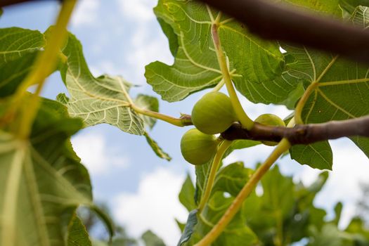 Branches of fig tree Ficus carica with green leaves and fruit