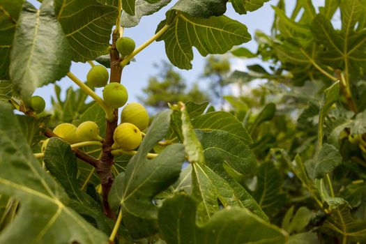 Branches of fig tree Ficus carica with green leaves and fruit
