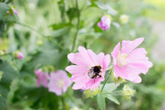 young bumblebee bathing in the pollen of a pink mallow flower on a flowerbed against a background of green leaves