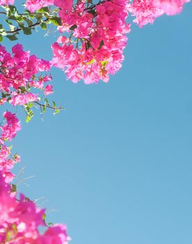 Pink flowers and blue sunny sky - floral background, spring holidays and womens day concept. Living life in bloom