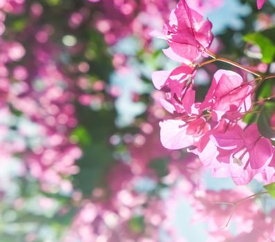 Pink flowers and blue sunny sky - floral background, spring holidays and womens day concept. Living life in bloom