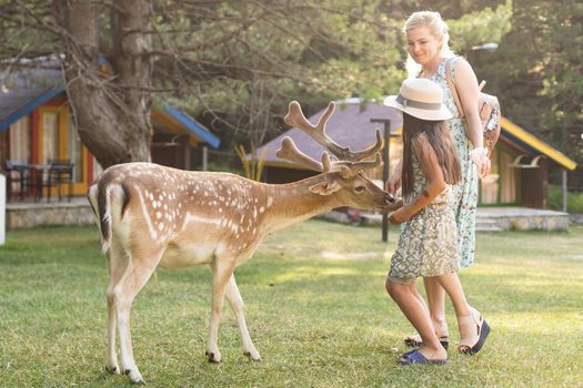 Child feeding wild deer at petting zoo. Kids feed animals at outdoor. Little girl watching reindeer on a farm. Kid and pet animal. Family summer trip to zoological garden. Herd of deers