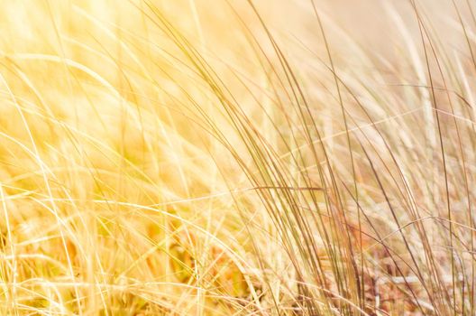 Sunshine over the summer field - beauty in nature, balanced lifestyle, environmental concept. Enjoying the sense of freedom