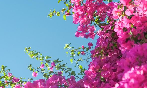 Pink flowers and blue sunny sky - floral background, spring holidays and womens day concept. Living life in bloom