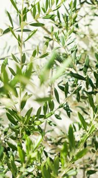 Olive tree and sunshine - gardening, nature background and environmental concept. The beauty of a green garden