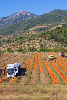 Aerial image of trailers loaded with Fresh harvested ripe Red Tomatoes. High quality photo