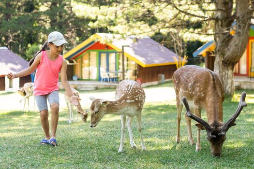 Exciting experience. Cute little girl watching and stroking young dappled deer with food while spending great time with her family in zoo. National Park. Animals.