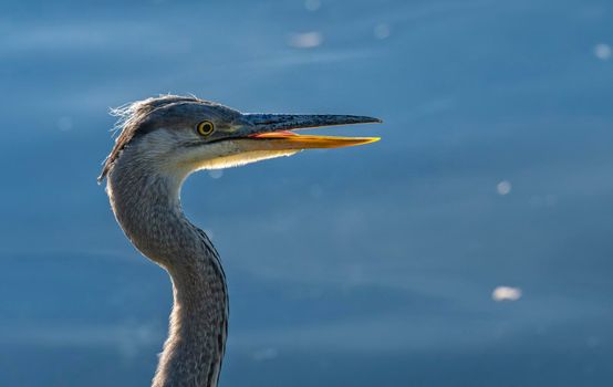 Portrait of a grey heron, ardea cinerea, in a water background