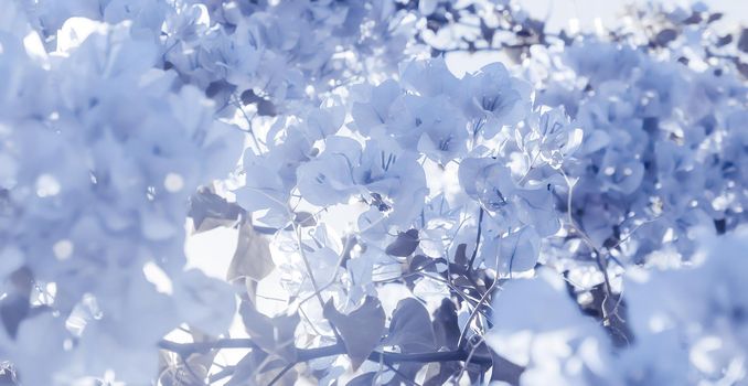 Flower background, spring nature and botanical beauty concept - Blue floral composition