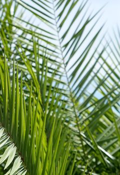 Exotic vacation, botanical background and summer travel concept - Palm leaves in summertime