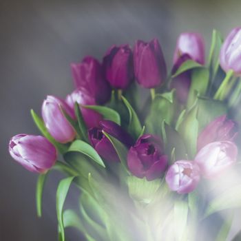 Purple tulip bouquet - floral, spring holidays and birthday gift concept