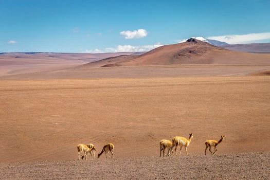 Group of guanaco Vicuna in the wild of Atacama Desert, Andes altiplano, Chile, South America