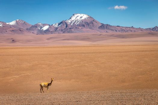 Guanaco Vicuna in the wild of Atacama Desert, Andes altiplano, South America
