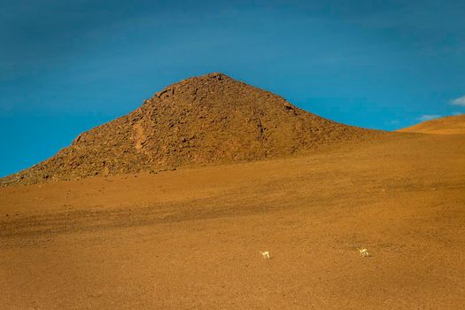 two Guanaco Vicuna in the wild of Atacama Desert, Andes altiplano, South America