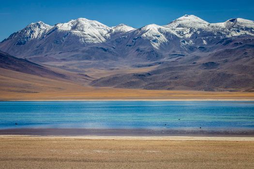 Turquoise laguna Miscanti, salt lake in Atacama desert, volcanic landscape, Chile, South America