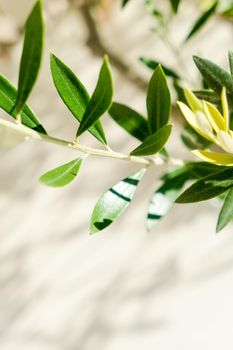 Olive tree and sunshine - gardening, nature background and environmental concept. The beauty of a green garden