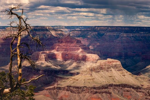 Grand Canyon south rim with single tree trunk at dramatic sky with storm clouds, Arizona, United States