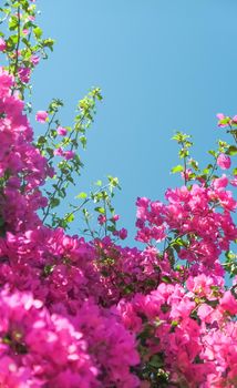 Pink flowers and blue sunny sky - floral background, spring holidays and womens day concept. Living life in bloom