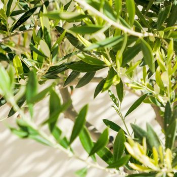 Olive tree and sunshine - gardening, nature background and environmental concept. The beauty of a green garden