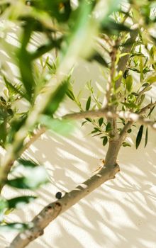 Olive tree and sunshine - gardening, nature background and environmental concept. The beauty of a green garden