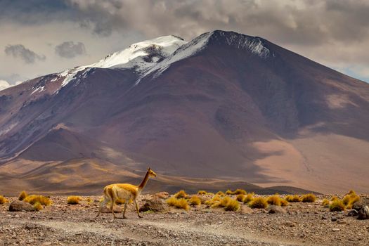 Guanaco Vicuna in the wild of Atacama Desert, Andes altiplano, South America