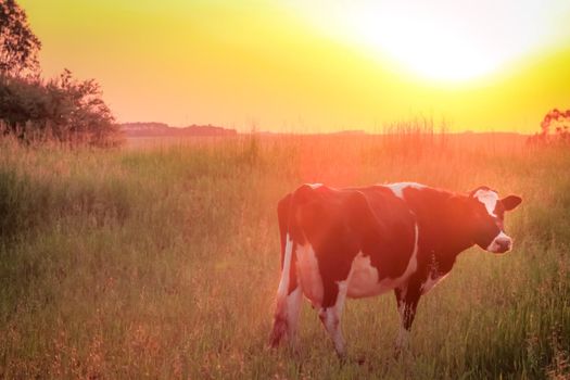 Single cow at sunset sunrays, Rio Grande do Sul pampa landscape, Southern Brazil