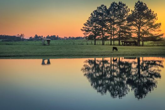 Single cow and lake at sunset , Rio Grande do Sul pampa landscape, Southern Brazil