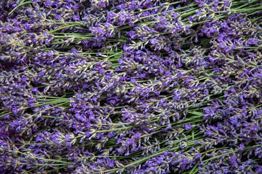 beautiful floral background of fresh lavender flowers with green stems close up, summer time,. High quality photo