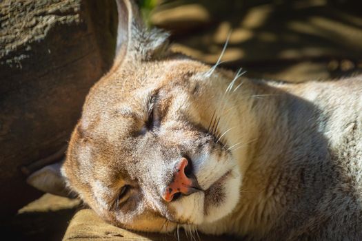 Panther majestic feline sleeping in Pantanal, Brazil, South America