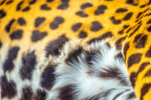 Jaguar Panthera onca, Close-up of feline skin pattern in Pantanal, Brazil, South America